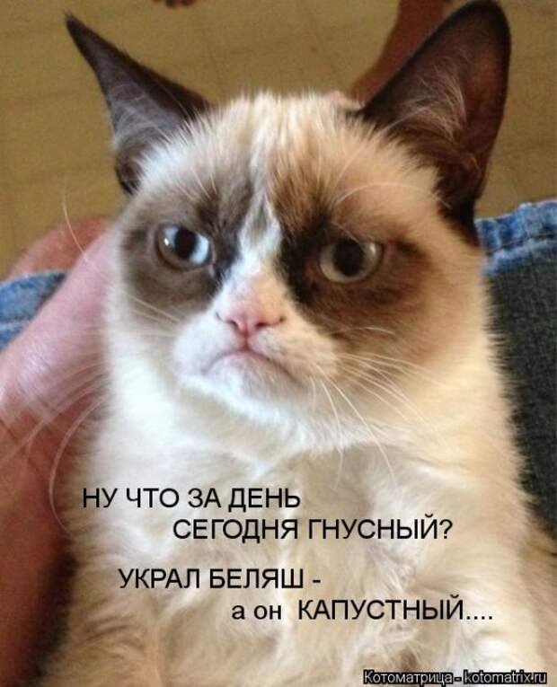 Котоматрицы (картинки с надписями)