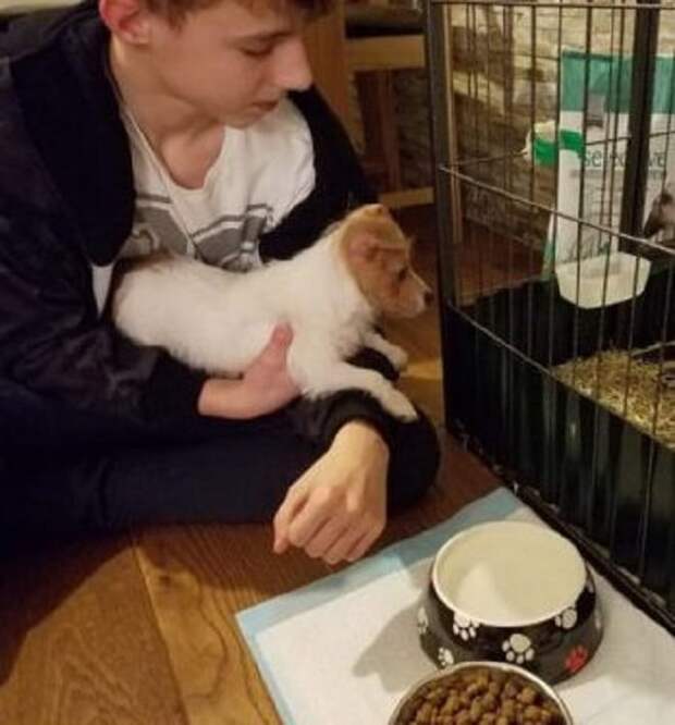 Собака возле клетки Мальчик и песик
