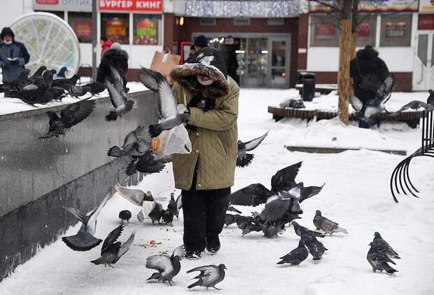 Россиянам рассказали о главных ошибках при подкормке птиц