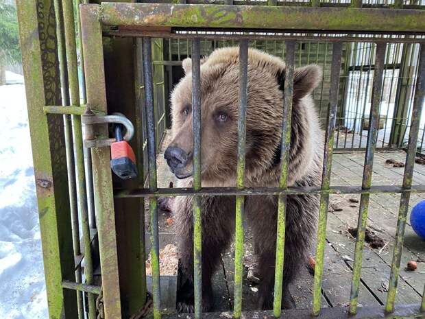 Росприроднадзор проверил условия содержания медведиц Фени и Глаши в Ленобласти