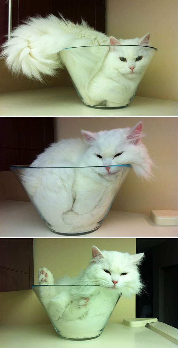 Кошки помещаются во всем