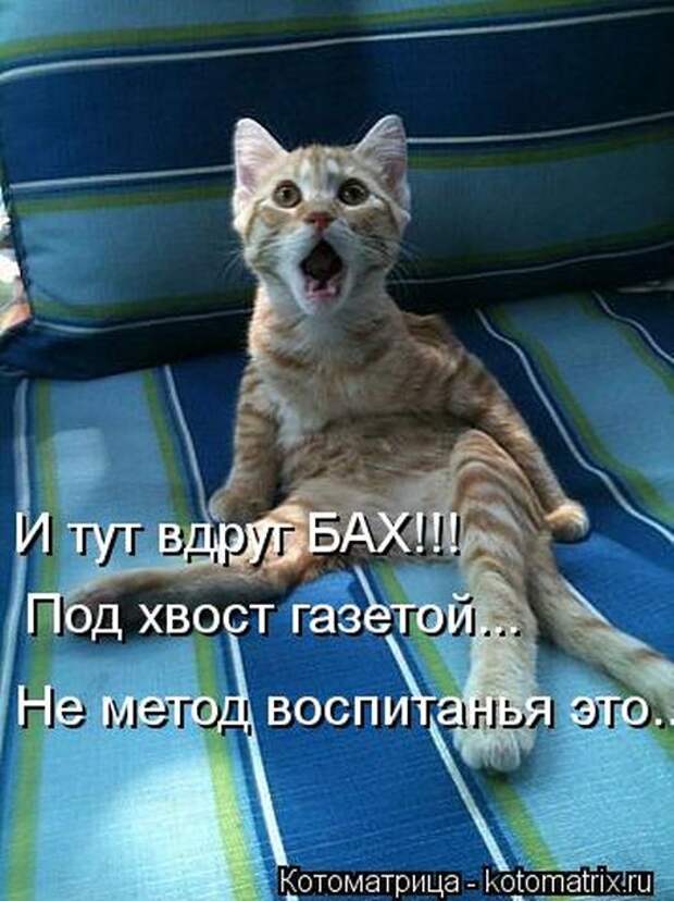 Котоматрицы(картинки с надписями)