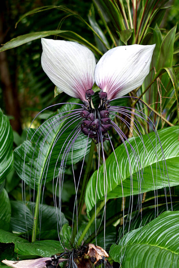 Такка или 'цветок летучая мышь'