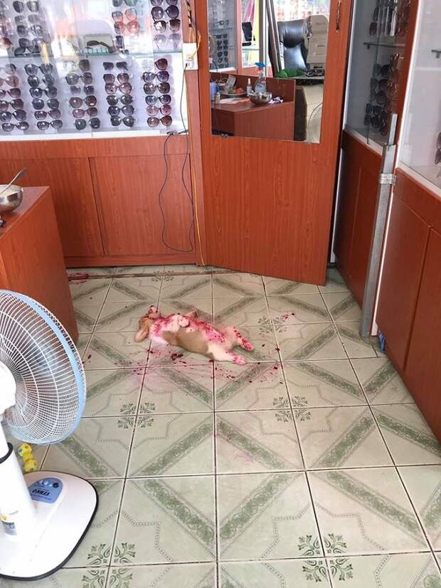 Щенок на полу