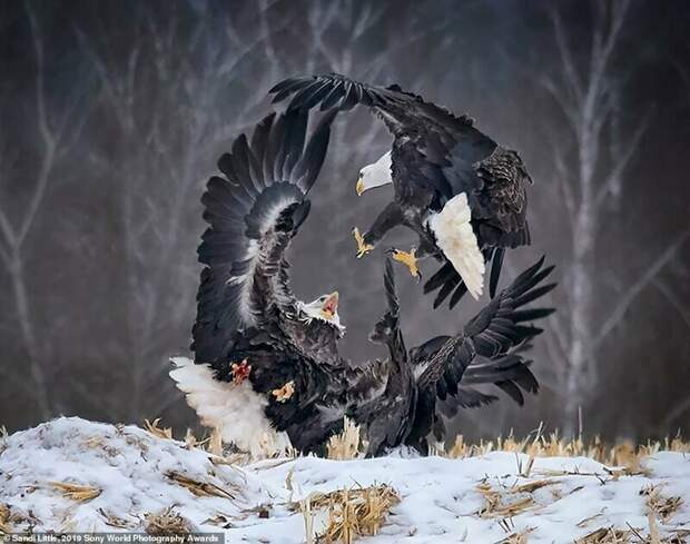 Завораживающие снимки финалистов конкурса Sony World Photography Awards 2019 Завораживающие снимки финалистов конкурса Sony World Photography Awards 2019