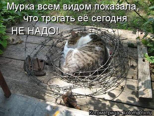 Лучшая котоматрица недели (35 фото)
