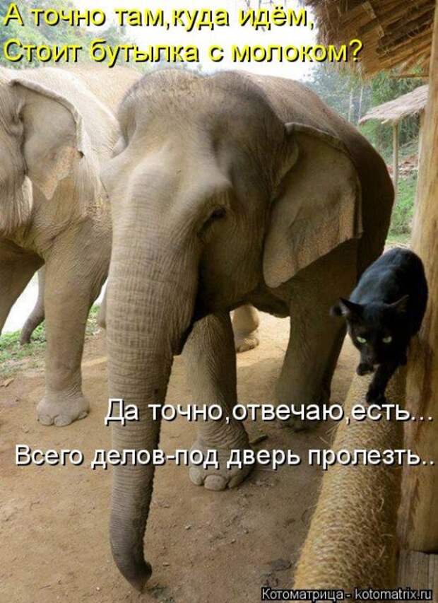 Лучшая котоматрица недели (35 фото)