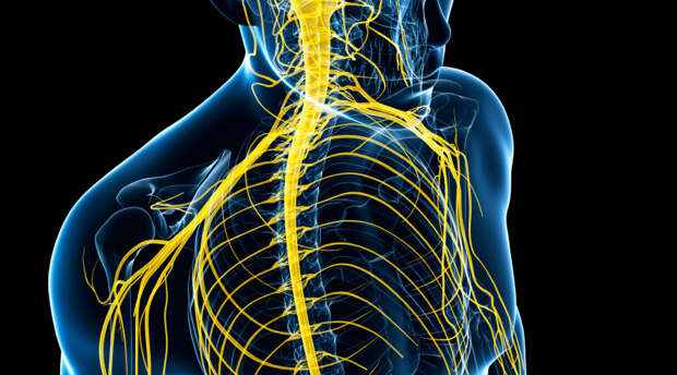3d rendered illustration of the male nerve system
