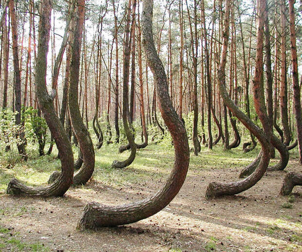 16. Кривой лес в Западной Померании, Польша. В лесу растет около 400 хвойных деревьев с изогнутыми стволами.  мир, реальность, фотография