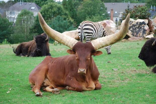 Особенность коров Ватусси - огромные рога, которые помогают животным переносить жару. В своей структуре рога имеют разветвленную кровеносную систему, которая работает как регулятор температуры. буренки, животные, интересное, коровы, красота, породы