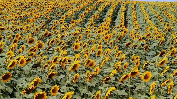 Источник: globallookpress.com/Chen Junfeng/Xinhua