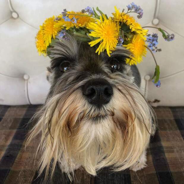 пес с цветами