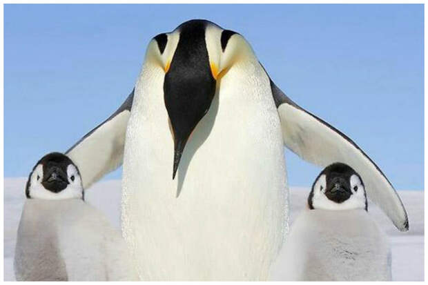 Милейшие создания - пингвины интересное, пингвины, факты, фауна