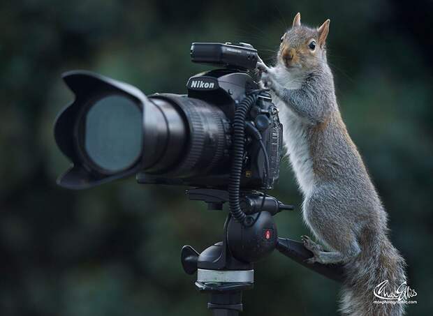 CuriousSquirrels19 Любопытные белки в кадре британского фотографа
