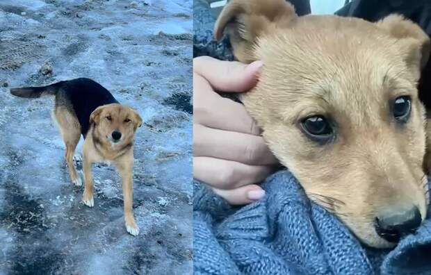 Под Белгородом коммунальщики подожгли собаку с щенками, которых подкармливали местные жители