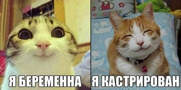 Смешные фото приколы и мемы с котами и кошками Смешные фото приколы и мемы с котами и кошками животные, коты, прикол, юмор