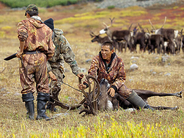 Северное оленеводство — основа традиционного образа жизни коренных народов Камчатского края.