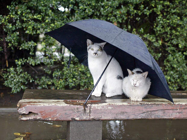 8. Грибные зонтики. (Фото Alonk's Roby): 