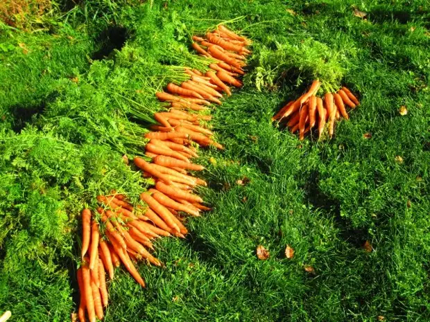Всё о выращивании моркови