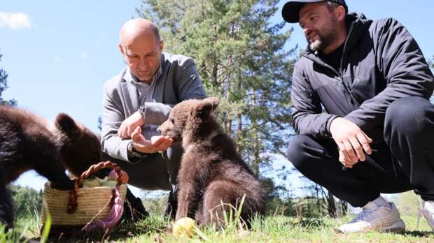 На Урале спасли трех маленьких медвежат-подкидышей