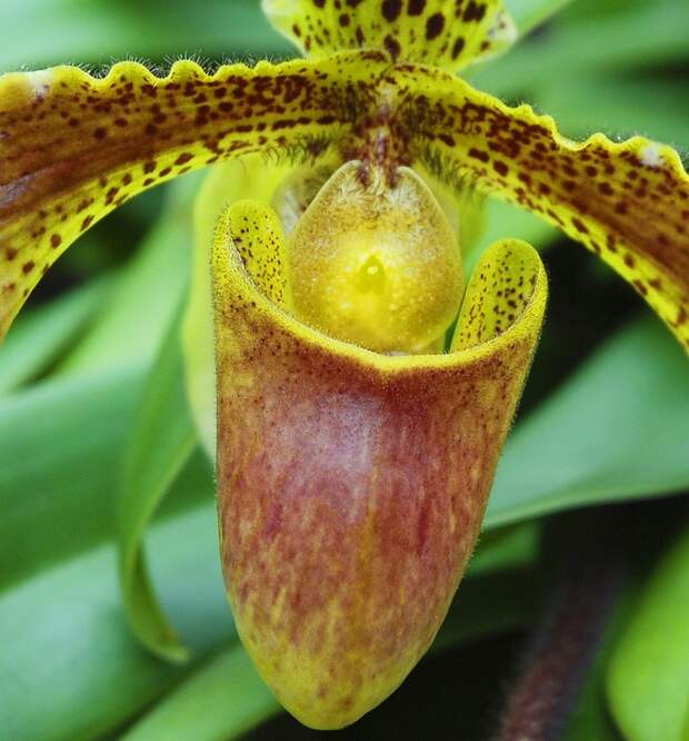 Вид орхидей Бульбофиллум