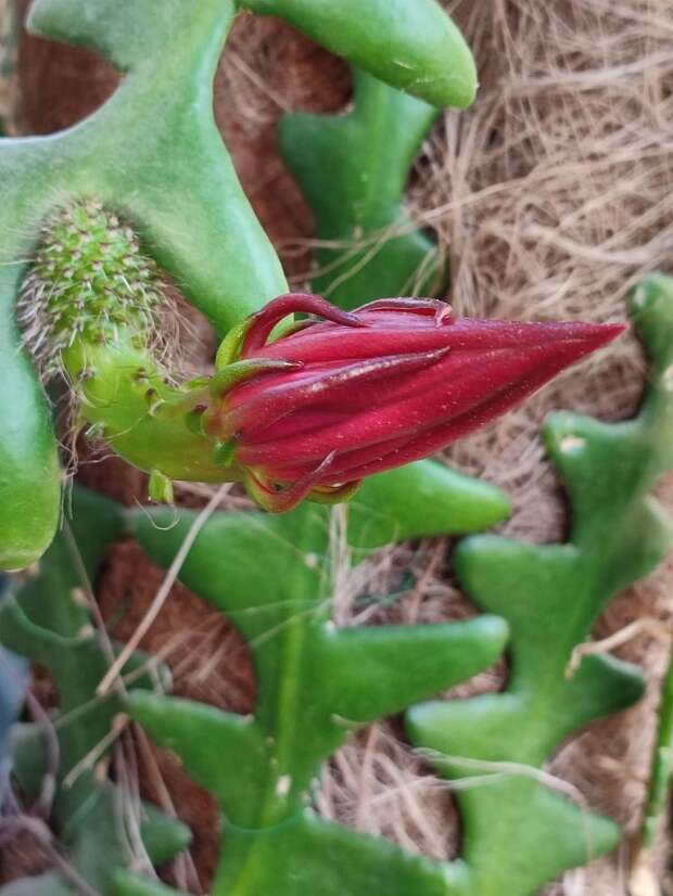 В Ботаническом саду созрели бутоны у кактуса, который не цвел 20 лет