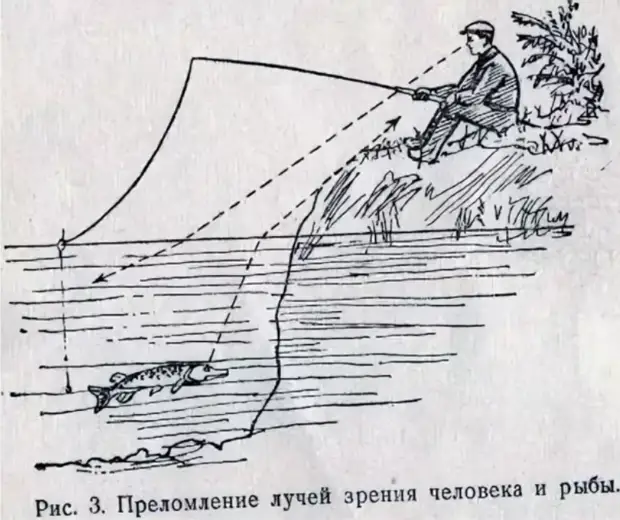 Как рыбы видят окружающий мир?