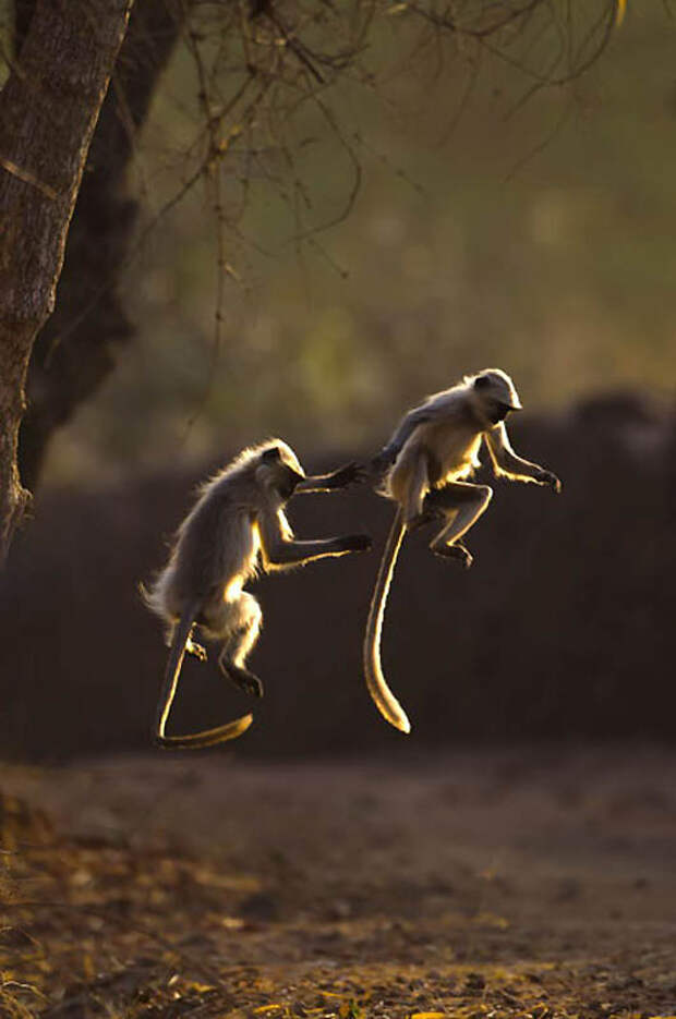 Фотография: Животные в полете №17 - BigPicture.ru