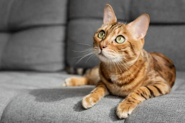 Кот‑помощник из Кубачи: как рыжий Закарья сделал ювелира звездой соцсетей