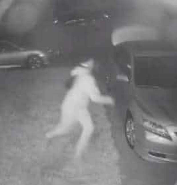 койот напугал вора грабитель у авто