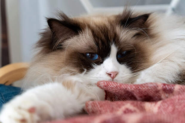 Зоопсихолог Левченко: во время ремонта нужно создать укромное место для питомца