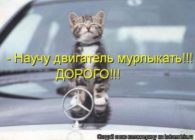 Лучшие котоматрицы недели, 35 шт.