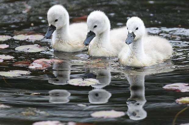 Interesting pictures with animals 14