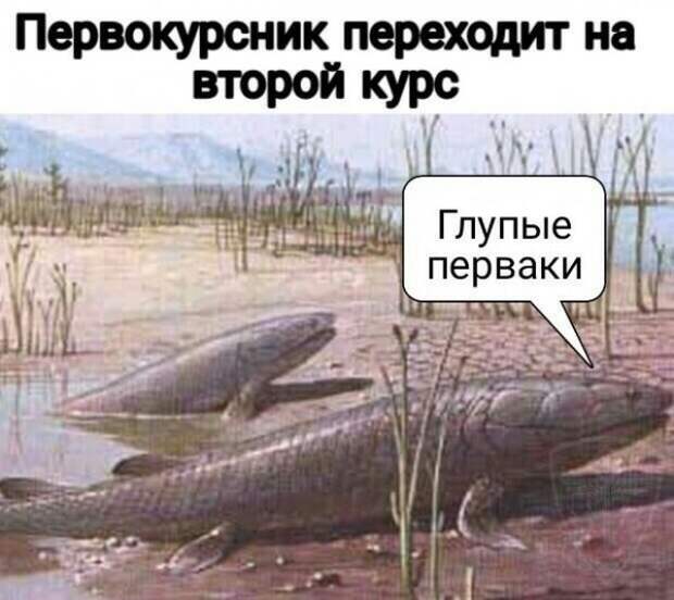Нестандартный юмор :)