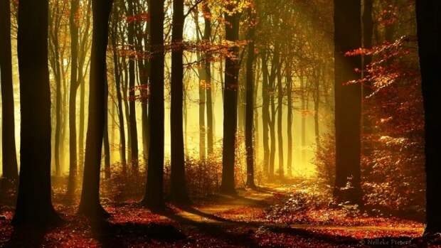 Осенние фотопейзажи Неллеке Питерс (Nelleke Pieters)