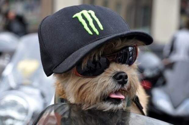 Пёс-россиянин вступил в мотоклуб - Фото 1