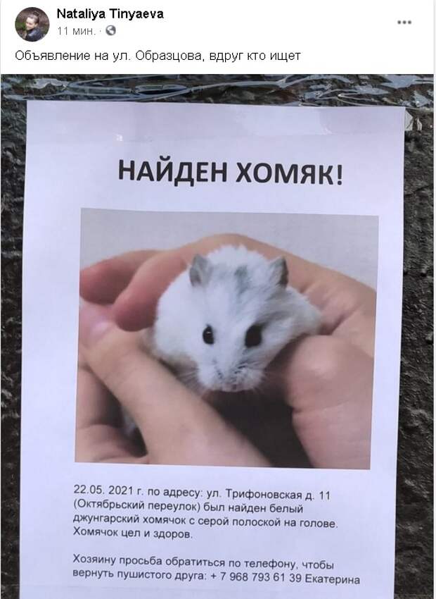 Жительница района спасла хомяка на Трифоновской
