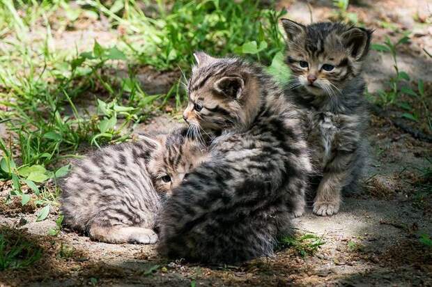Interesting pictures with animals 18