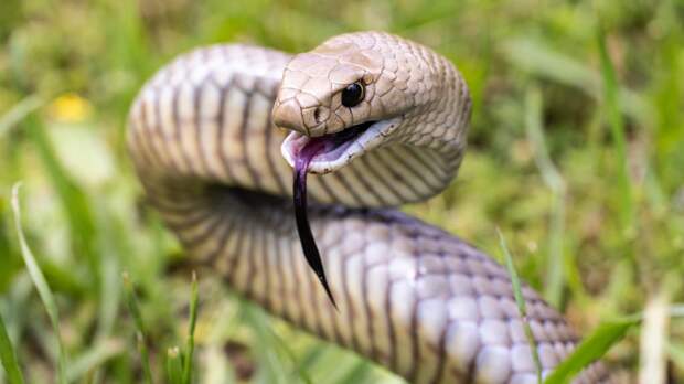 Video Showing How Easily Snakes Can Slip Under Doors Goes Viral