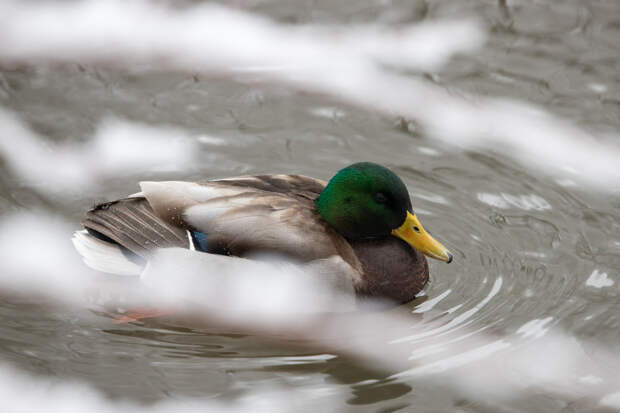 Синоптики пообещали тулякам мягкий финал зимы