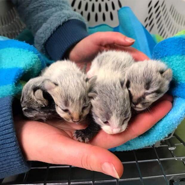 помощь котятам новорожденные котята