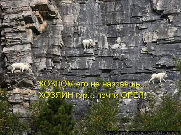 Лучшие котоматрицы недели (50 фото)