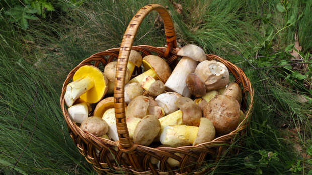 В Минприроды России не подтвердили данные об ужесточении правил сбора грибов и ягод