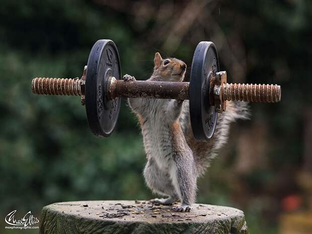 CuriousSquirrels06 Любопытные белки в кадре британского фотографа