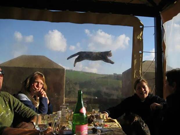 Летучую кошку встретишь нечасто! веселые картинки, животные, испортили снимок, непрошеные гости, смешно, третий не лишний, уникальные кадры, фото