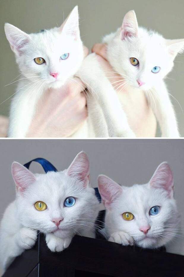Коты с разноцветными глазами