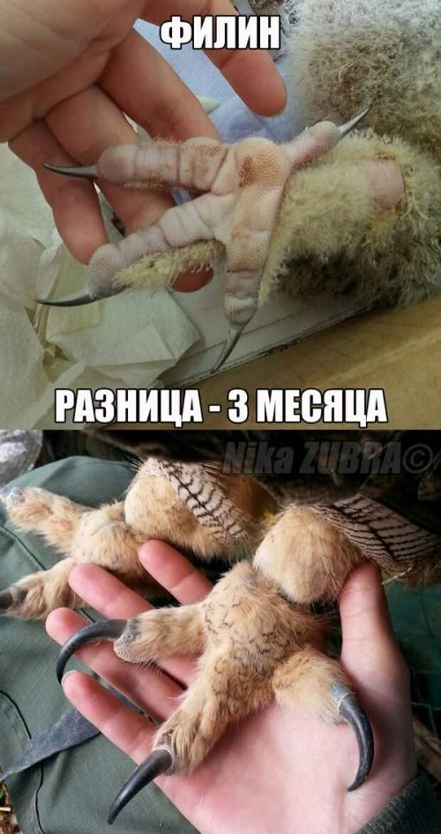 Картинки со смешными подписями