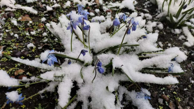 Снегопад и дождь ожидаются в Алтайском крае 1 и 2 мая