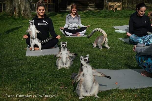 Постояльцам отеля в Британии предложили поучаствовать в занятиях йогой с лемурами животные, забавно, йога, лемур, милота, отдых