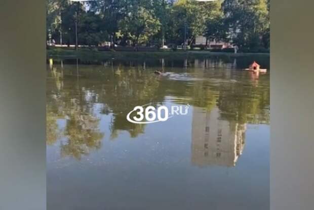 Жители Москвы сняли на видео купающегося в пруду лося